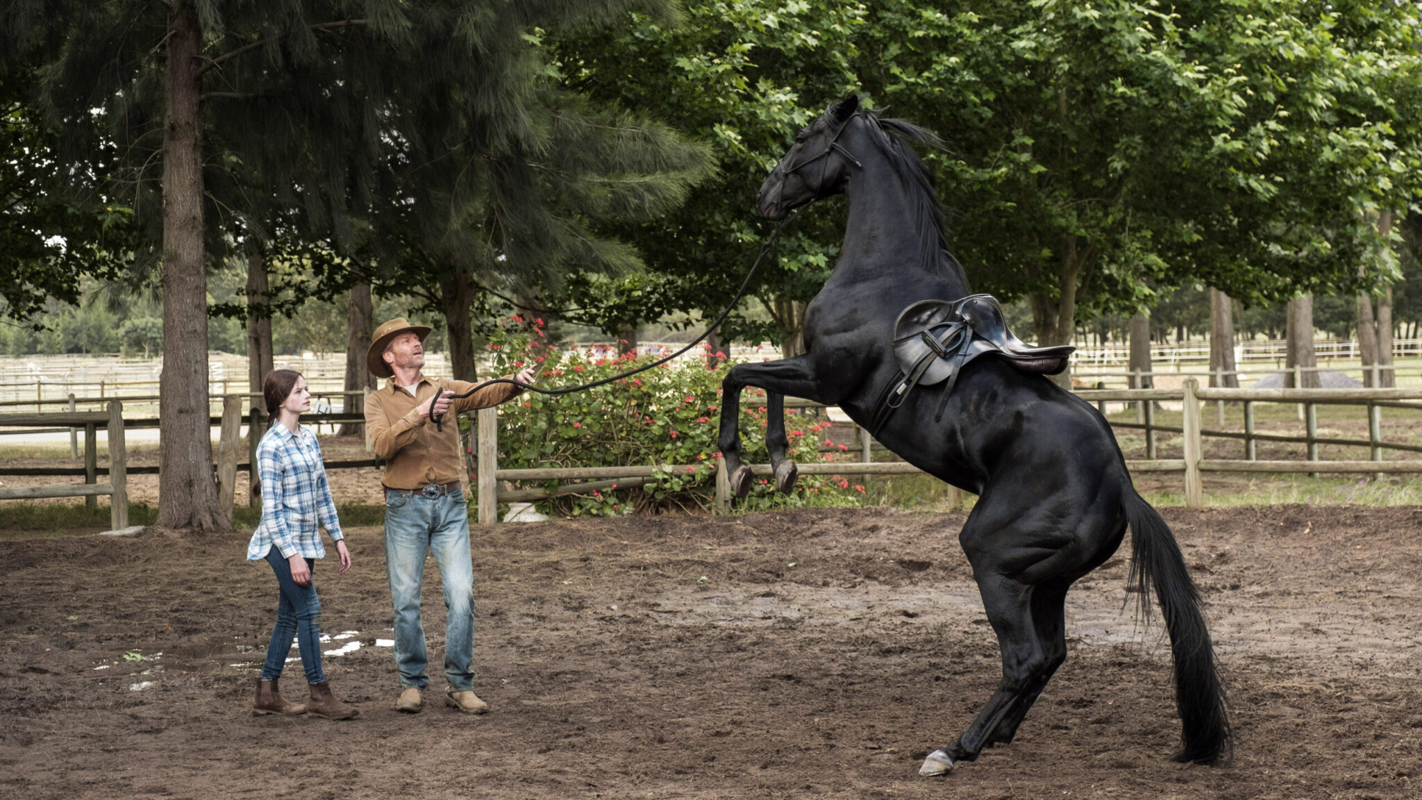 Behind the scenes, black horse rearing on a movie scene