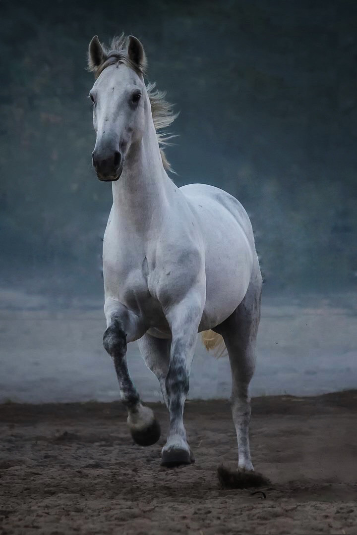 A white liberty horse galloping freely, moving without reins or saddle.