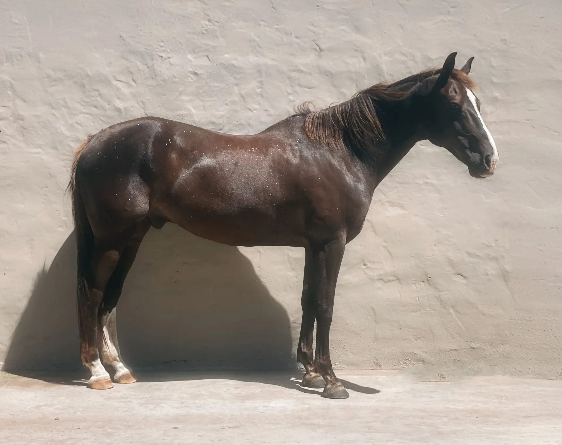 Appaloosa Cross-Thoroughbread Horse