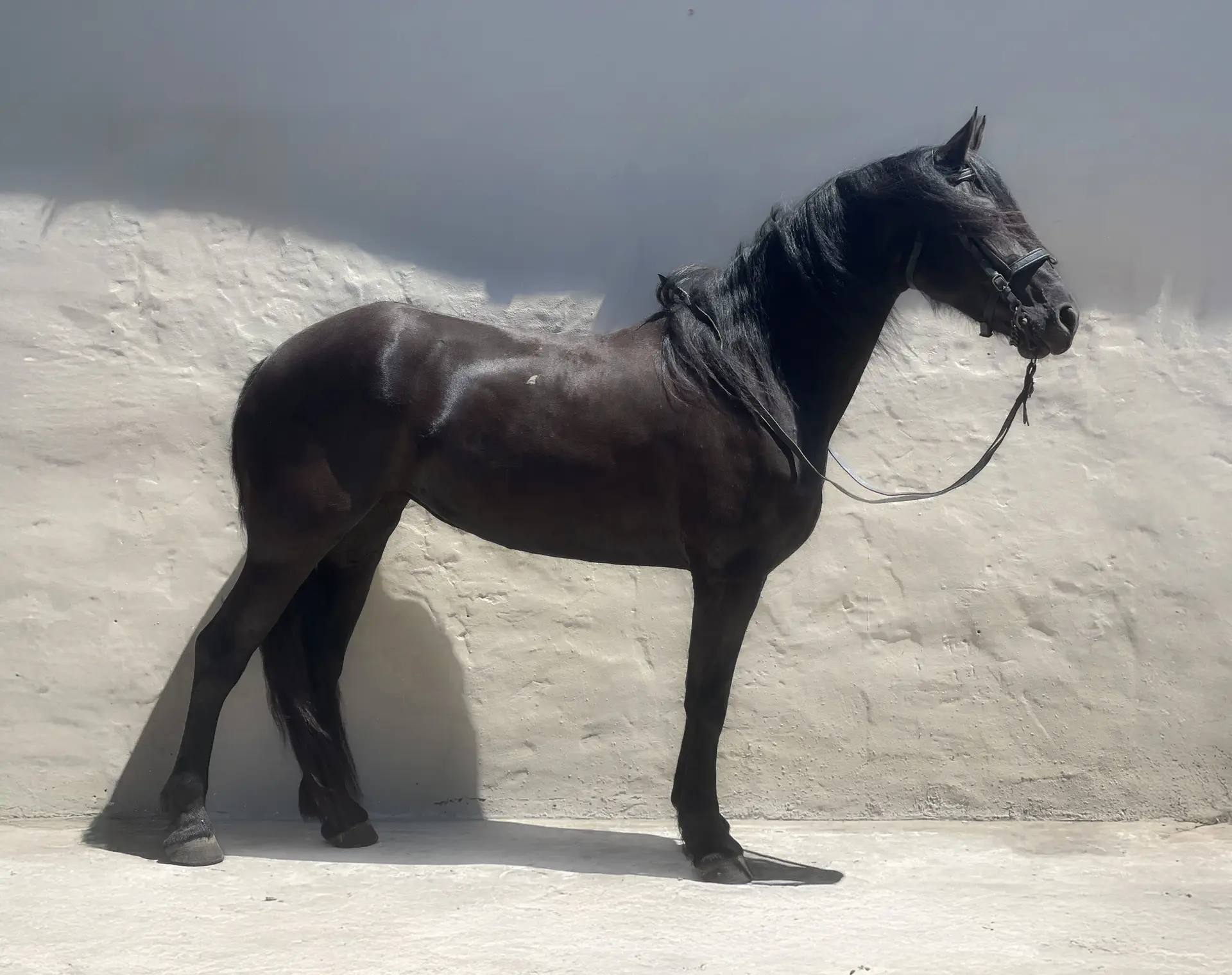 Friesian horse