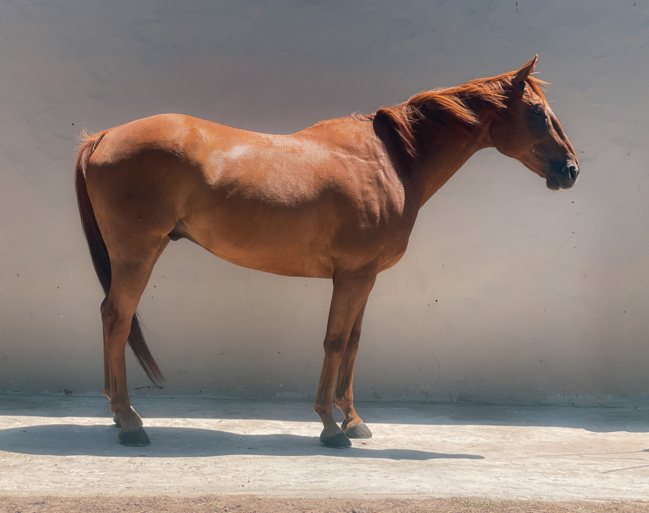 Thoroughbread horse