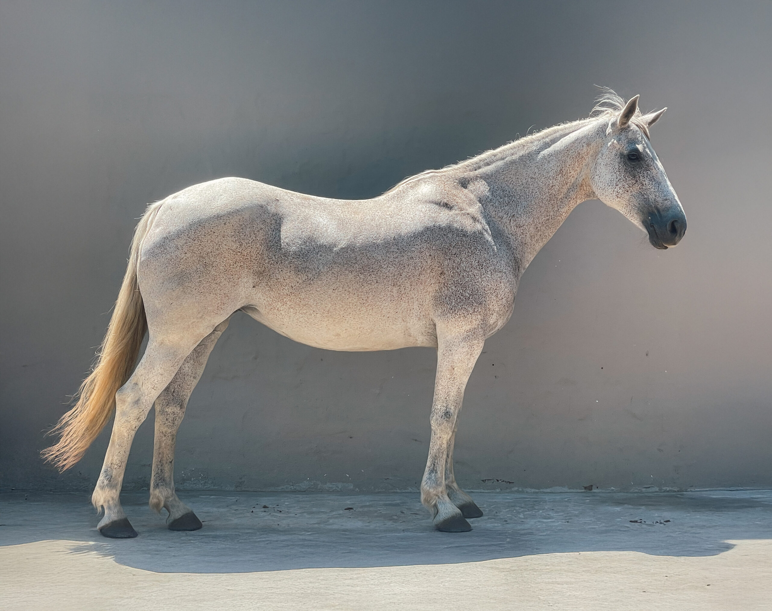 Grey Horse