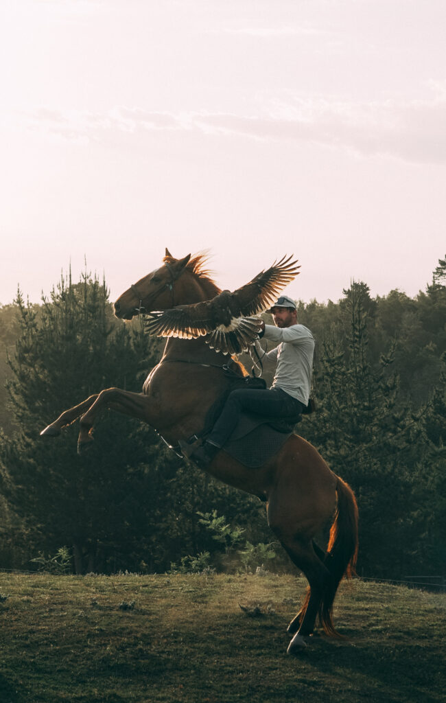 Liberty training, horse rearing with an eagle spreading it's wings